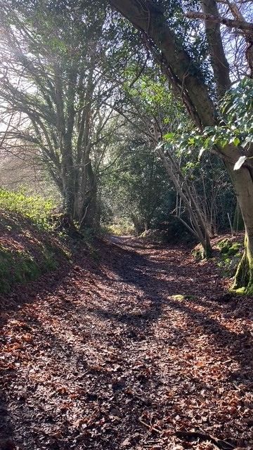 Path through woods